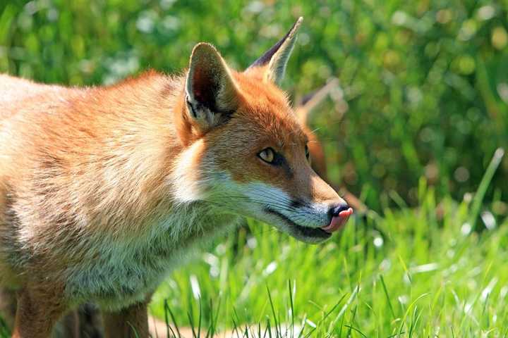 une image de renard